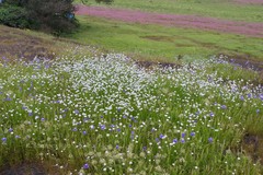 Jansenella griffithiana